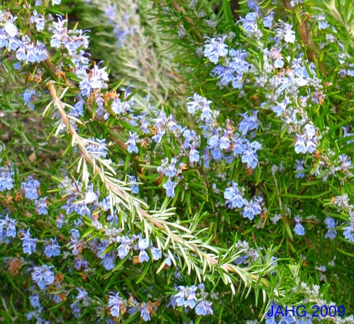 Rosemary Has Very Fine Foliage, Perfect for Cooking With.