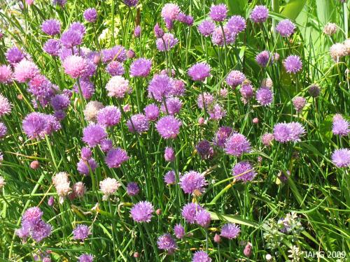 The Familiar Papery Purple Flowers of Chives.