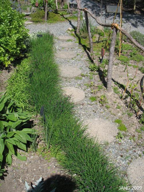 Here Chives are used as as an informal edging in a medicinal/herb garden.