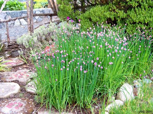 Chives Are Ready to Harvest When They Are in Bud Like This.