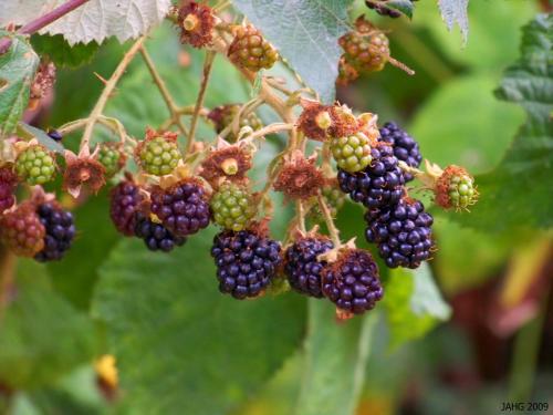 The Armenian Blackberry (Rubus armeniacus) produces bountiful crops year after year.