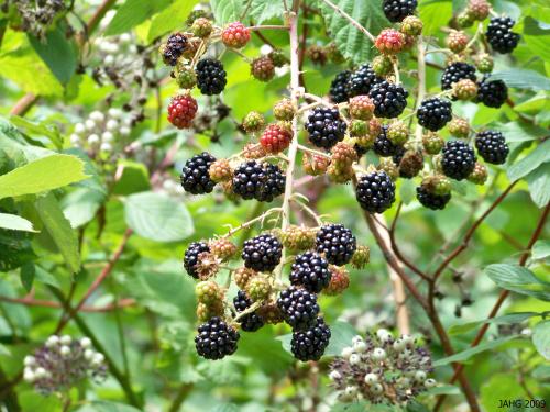 Armenian Blackberries like to scramble up trees, you can pick the hanging ones.