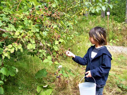 My nephew Owen picking Armenian Blackberries.