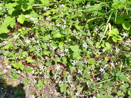 Trailing Blackberry(Rubus ursinus) is sometimes called the 'Whipcord' Blackberry.