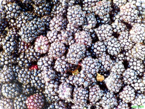 East Coast or West Coast We all Love Blackberries.