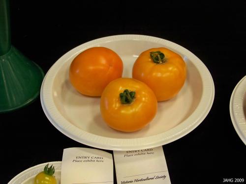 This is the low acid Tomato variety 'Golden Girl'.