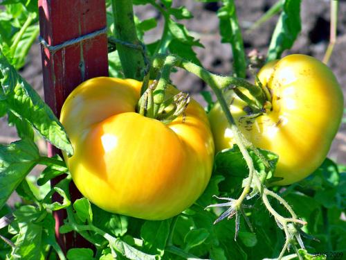 The big 'Beefsteak' Tomatoes are a favorite for Hambugers and sandwiches everywhere!