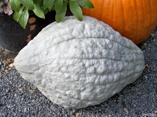 Hubbard Squash are closely related to pumpkins and the flesh can be used the same way in recipes.