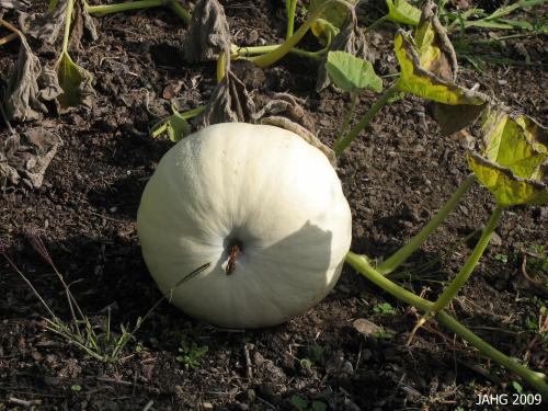 New ghostly colors of Pumpkins are become popular.