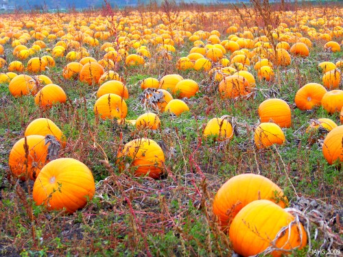 The endless fields of Pumpkins along pat Bay Highway near Victoria.