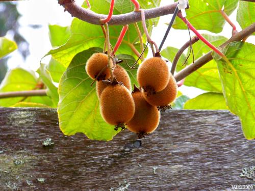  Kiwi fruit - Actinidia deliciosa