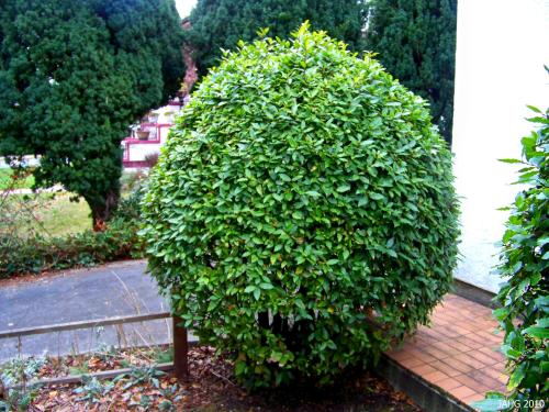This Laurus noblis is a multi-stemmed shrub which is regularly clipped.